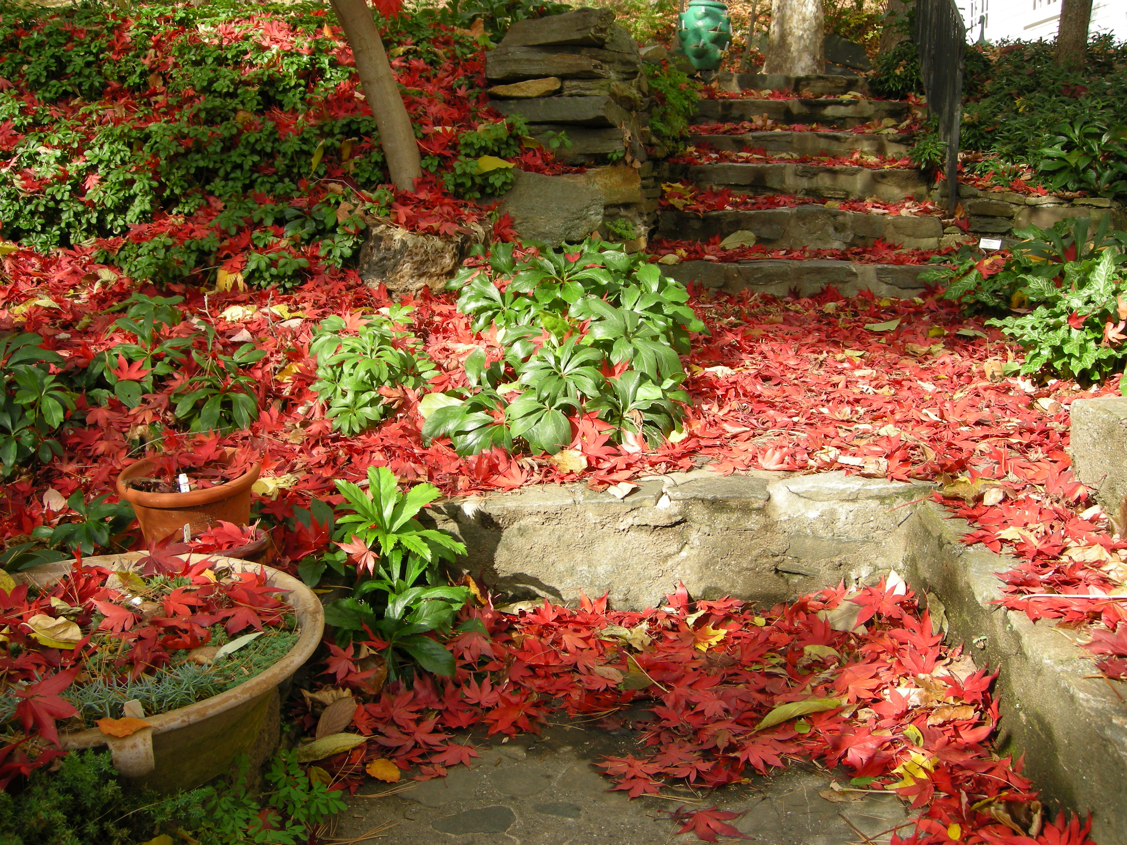 Fall Lawn and Landscapes