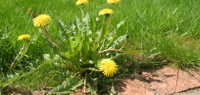 Dandelions, Crabgrass and Clover: Tips to Remove These Noxious Plants