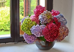 flowers window hydrangeans